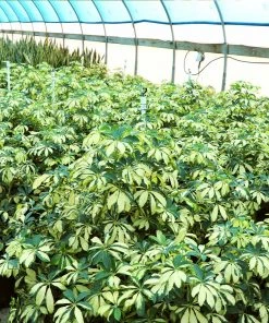 Brighter Blooms Variegated Dwarf Umbrella Tree - Schefflera Trinette House & Patio 6 Brighter Blooms Variegated Dwarf Umbrella Tree - Schefflera Trinette House & Patio