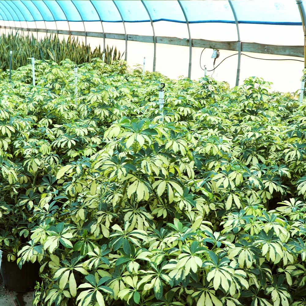 Brighter Blooms Variegated Dwarf Umbrella Tree - Schefflera Trinette House & Patio 3 Brighter Blooms Variegated Dwarf Umbrella Tree - Schefflera Trinette House & Patio