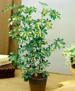 Brighter Blooms Variegated Dwarf Umbrella Tree - Schefflera Trinette House & Patio