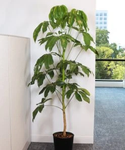 Brighter Blooms Umbrella Tree House & Patio