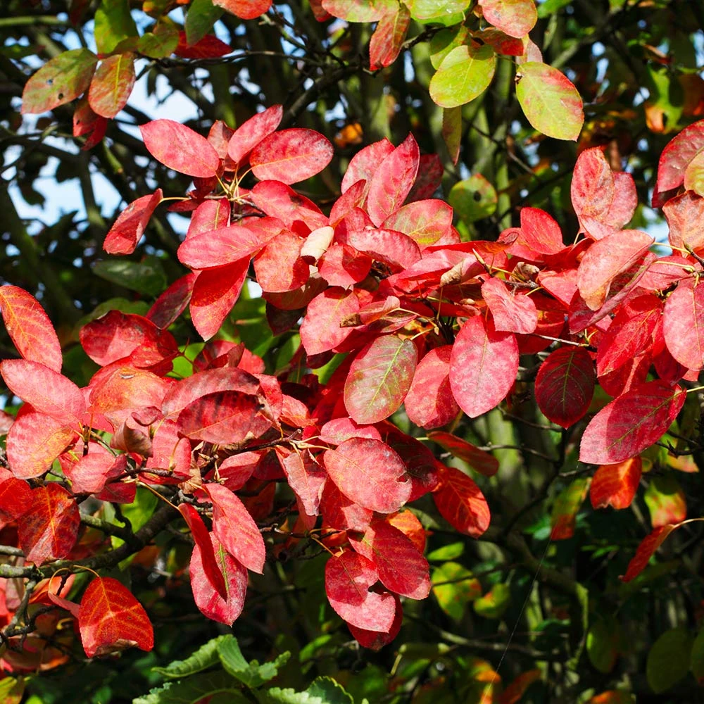 Brighter Blooms Autumn Brilliance Serviceberry 3 Brighter Blooms Autumn Brilliance Serviceberry
