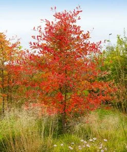 Brighter Blooms Autumn Brilliance Serviceberry