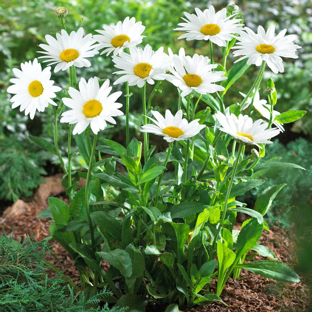 BrighterBlooms Sales 9 Brighter Blooms Becky Shasta Daisy Perennials