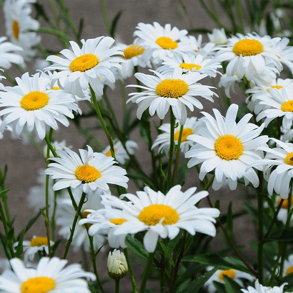 BrighterBlooms Sales 11 Brighter Blooms Becky Shasta Daisy Perennials