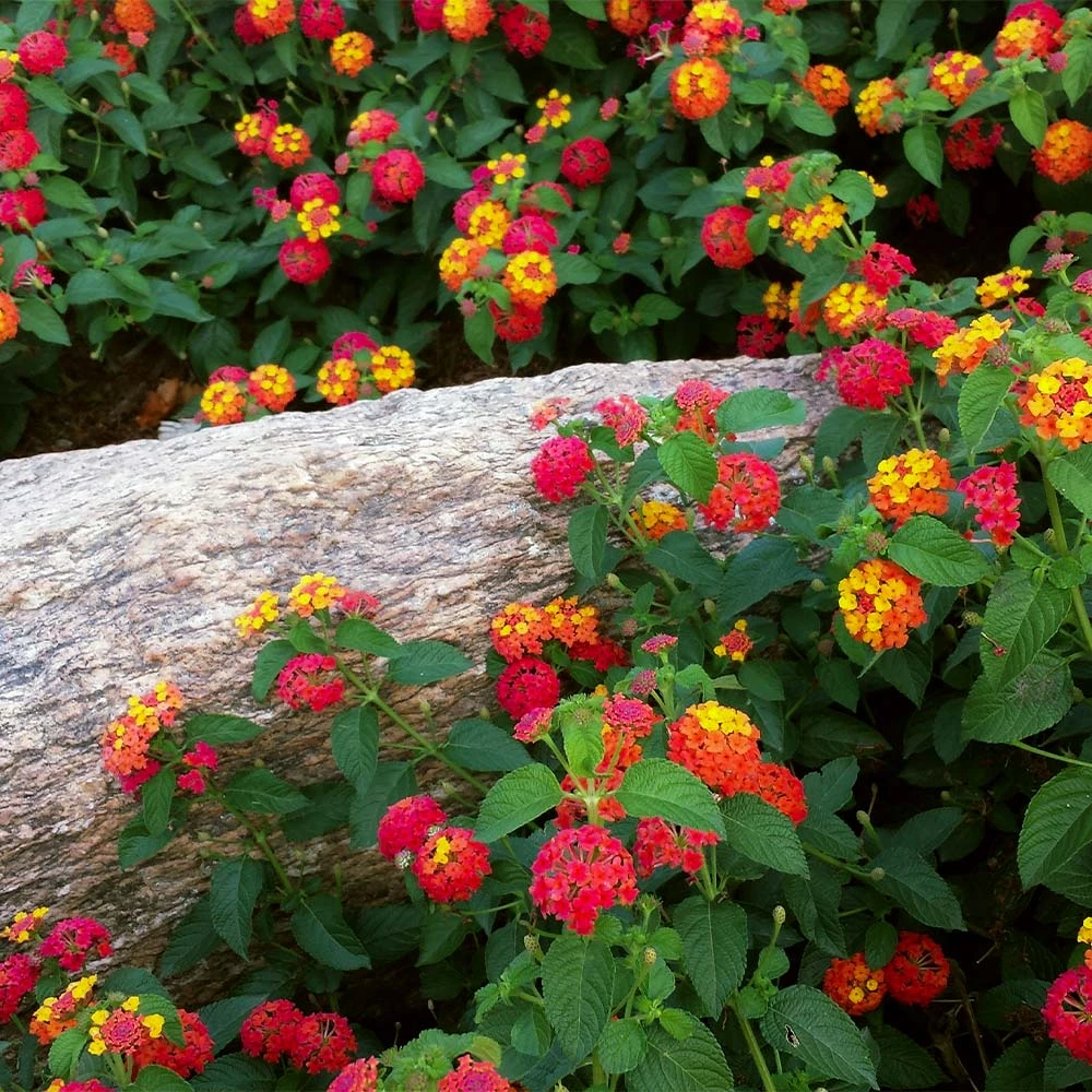 Brighter Blooms Perennials Shazam Lantana 2 Brighter Blooms Perennials Shazam Lantana