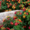 Brighter Blooms Perennials Shazam Lantana