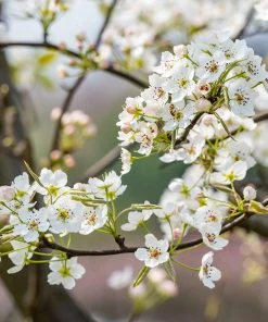 Brighter Blooms Shinseiki Asian Pear Tree 7 Brighter Blooms Shinseiki Asian Pear Tree