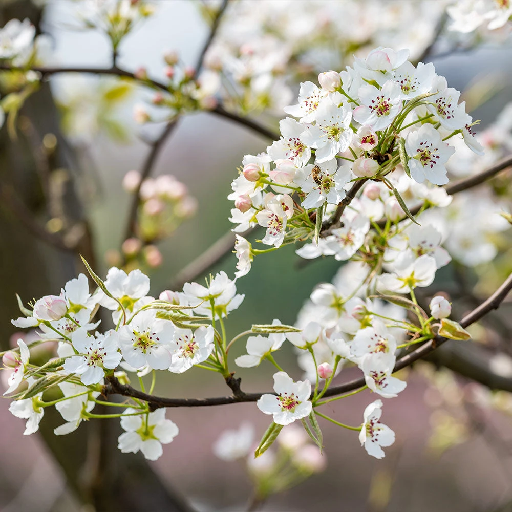 Brighter Blooms Shinseiki Asian Pear Tree 4 Brighter Blooms Shinseiki Asian Pear Tree
