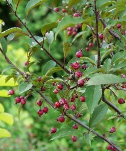 Brighter Blooms Show Time™ Crabapple Tree Flowering Trees 8 Brighter Blooms Show Time™ Crabapple Tree Flowering Trees