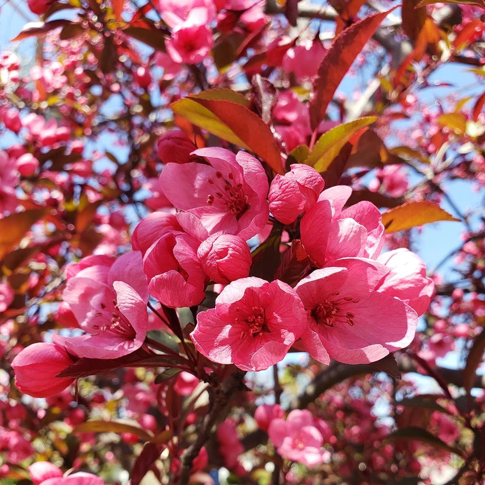 Brighter Blooms Show Time™ Crabapple Tree Flowering Trees 3 Brighter Blooms Show Time™ Crabapple Tree Flowering Trees