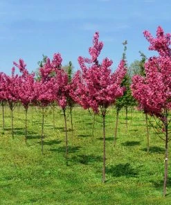 Brighter Blooms Show Time™ Crabapple Tree Flowering Trees 9 Brighter Blooms Show Time™ Crabapple Tree Flowering Trees