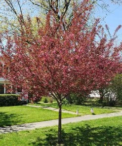 Brighter Blooms Show Timeâ„¢ Crabapple Tree Flowering Trees