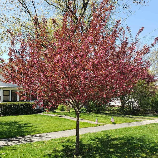 Brighter Blooms Show Time™ Crabapple Tree Flowering Trees 1 Brighter Blooms Show Time™ Crabapple Tree Flowering Trees