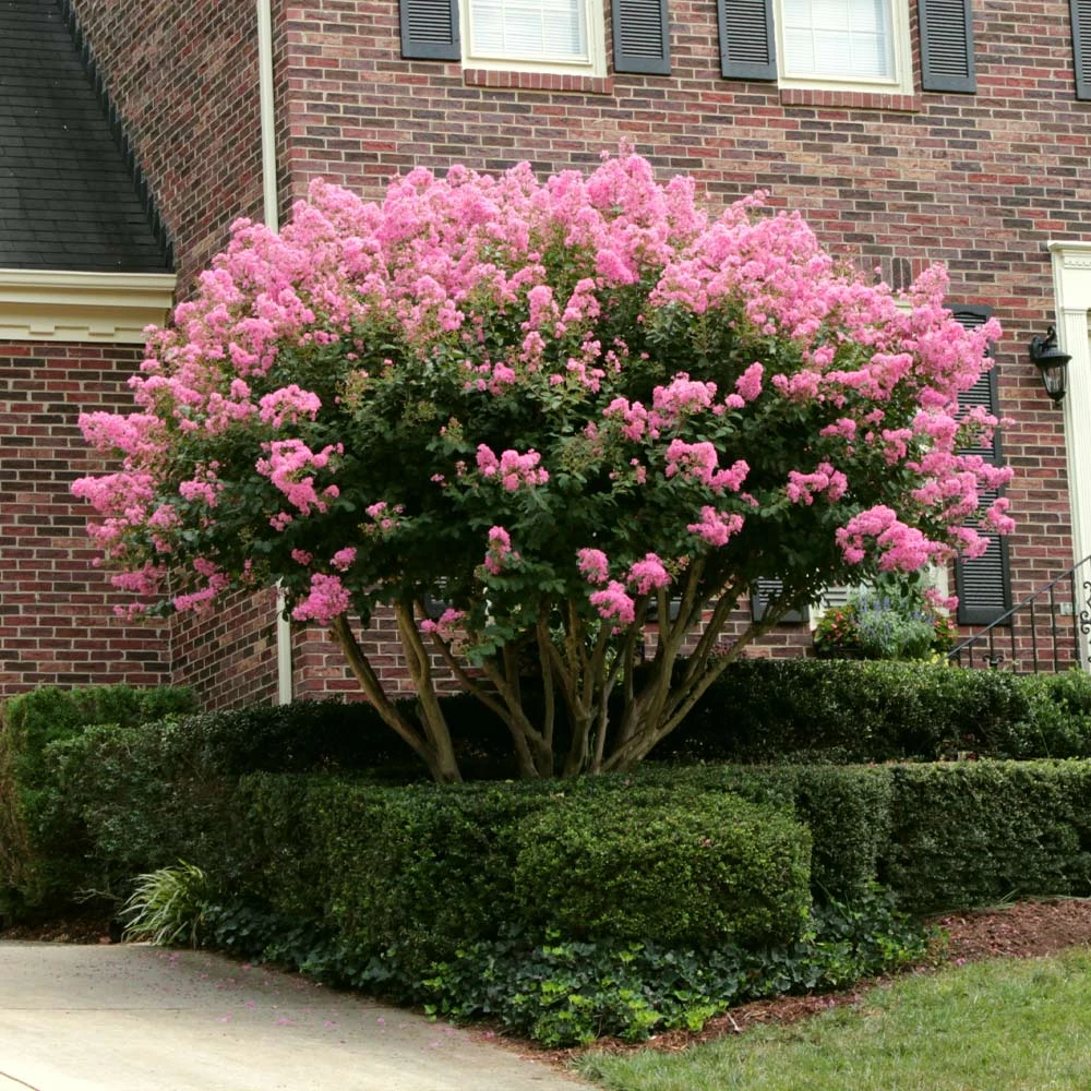 Brighter Blooms Sioux Crape Myrtle 5 Brighter Blooms Sioux Crape Myrtle