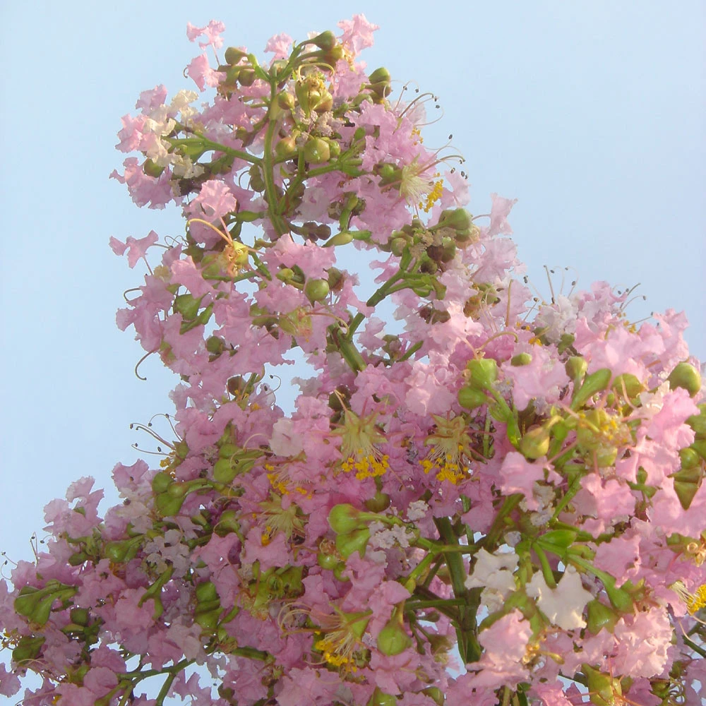 Brighter Blooms Sioux Crape Myrtle 3 Brighter Blooms Sioux Crape Myrtle