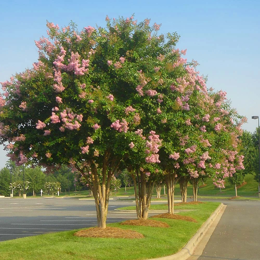 Brighter Blooms Sioux Crape Myrtle 2 Brighter Blooms Sioux Crape Myrtle