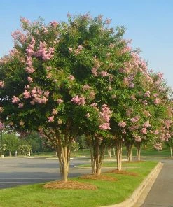 Brighter Blooms Sioux Crape Myrtle