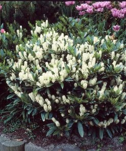 Brighter Blooms Skip Laurel Shrub Shrubs & Hedges 7 Brighter Blooms Skip Laurel Shrub Shrubs & Hedges