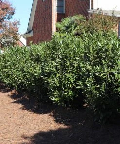 Brighter Blooms Skip Laurel Shrub Shrubs & Hedges 9 Brighter Blooms Skip Laurel Shrub Shrubs & Hedges