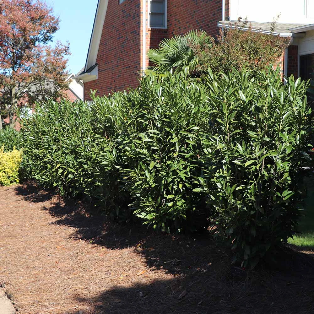 Brighter Blooms Skip Laurel Shrub Shrubs & Hedges 5 Brighter Blooms Skip Laurel Shrub Shrubs & Hedges