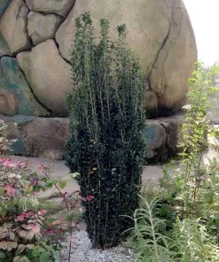 Brighter Blooms Evergreen & Privacy Sky Pencil Holly Tree