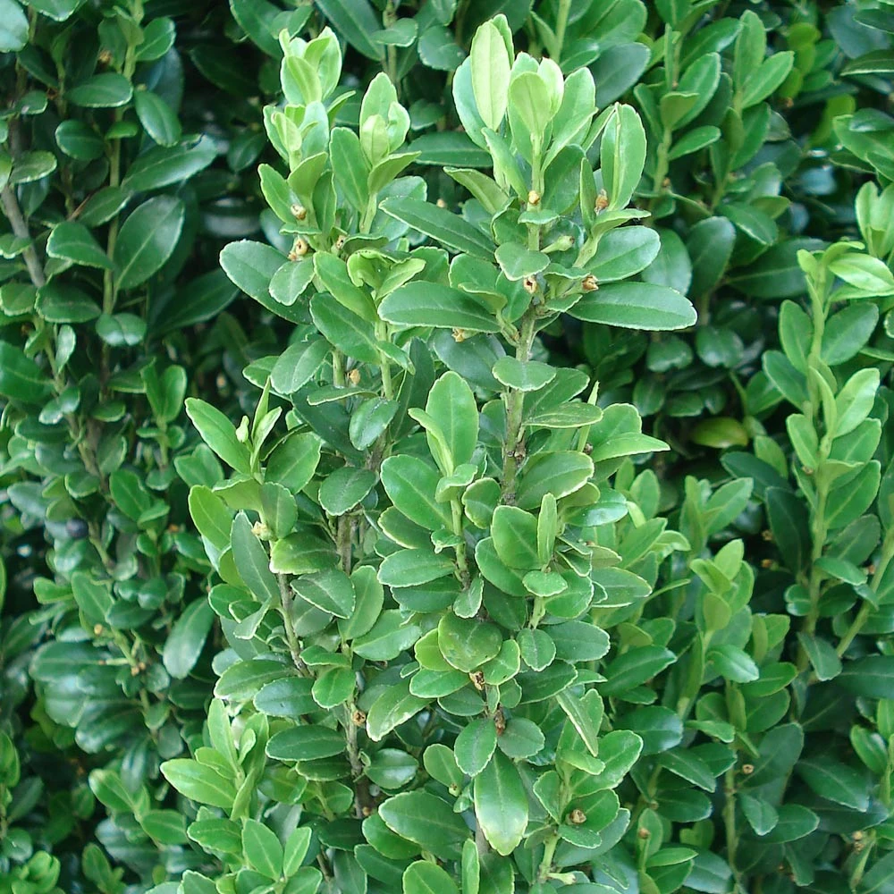 Brighter Blooms Evergreen & Privacy Sky Pencil Holly Tree 6 Brighter Blooms Evergreen & Privacy Sky Pencil Holly Tree