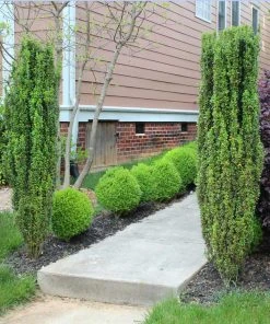 Brighter Blooms Evergreen & Privacy Sky Pencil Holly Tree 8 Brighter Blooms Evergreen & Privacy Sky Pencil Holly Tree