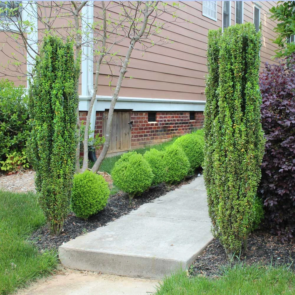 Brighter Blooms Evergreen & Privacy Sky Pencil Holly Tree 3 Brighter Blooms Evergreen & Privacy Sky Pencil Holly Tree