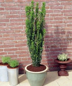 Brighter Blooms Evergreen & Privacy Sky Pencil Holly Tree 9 Brighter Blooms Evergreen & Privacy Sky Pencil Holly Tree