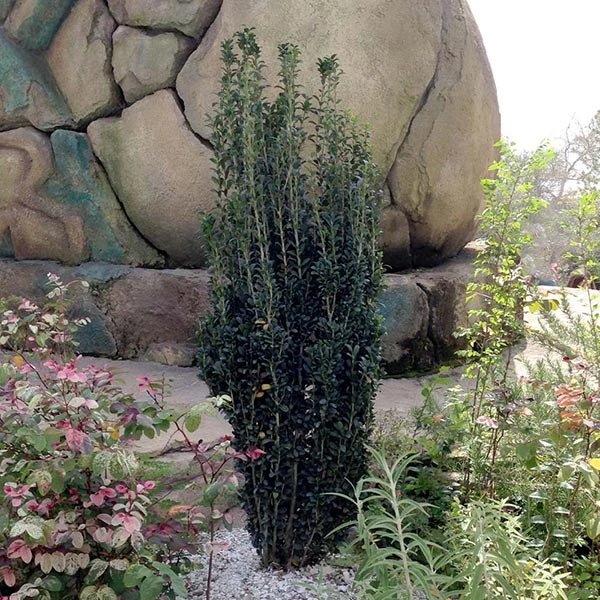 Brighter Blooms Evergreen & Privacy Sky Pencil Holly Tree 1 Brighter Blooms Evergreen & Privacy Sky Pencil Holly Tree