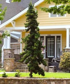 Brighter Blooms Slender Hinoki Cypress Tree Evergreen & Privacy