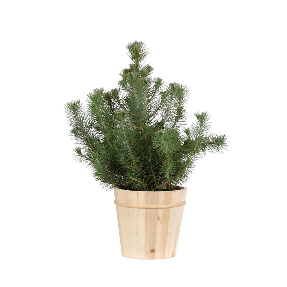 Brighter Blooms Italian Stone Pine Tree In Decorative Pot Shrubs & Hedges 4 Brighter Blooms Italian Stone Pine Tree In Decorative Pot Shrubs & Hedges