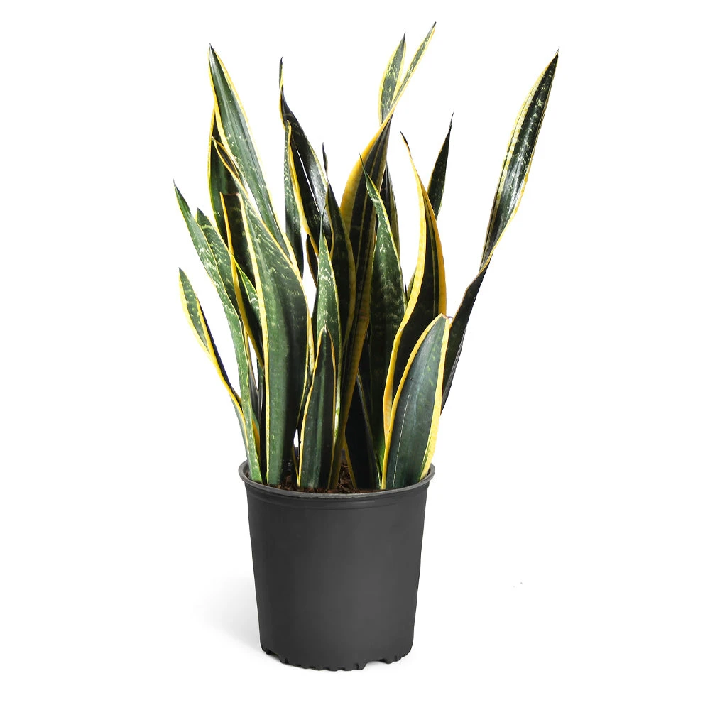 Brighter Blooms SHOP ALL Snake Plant 7 Brighter Blooms SHOP ALL Snake Plant