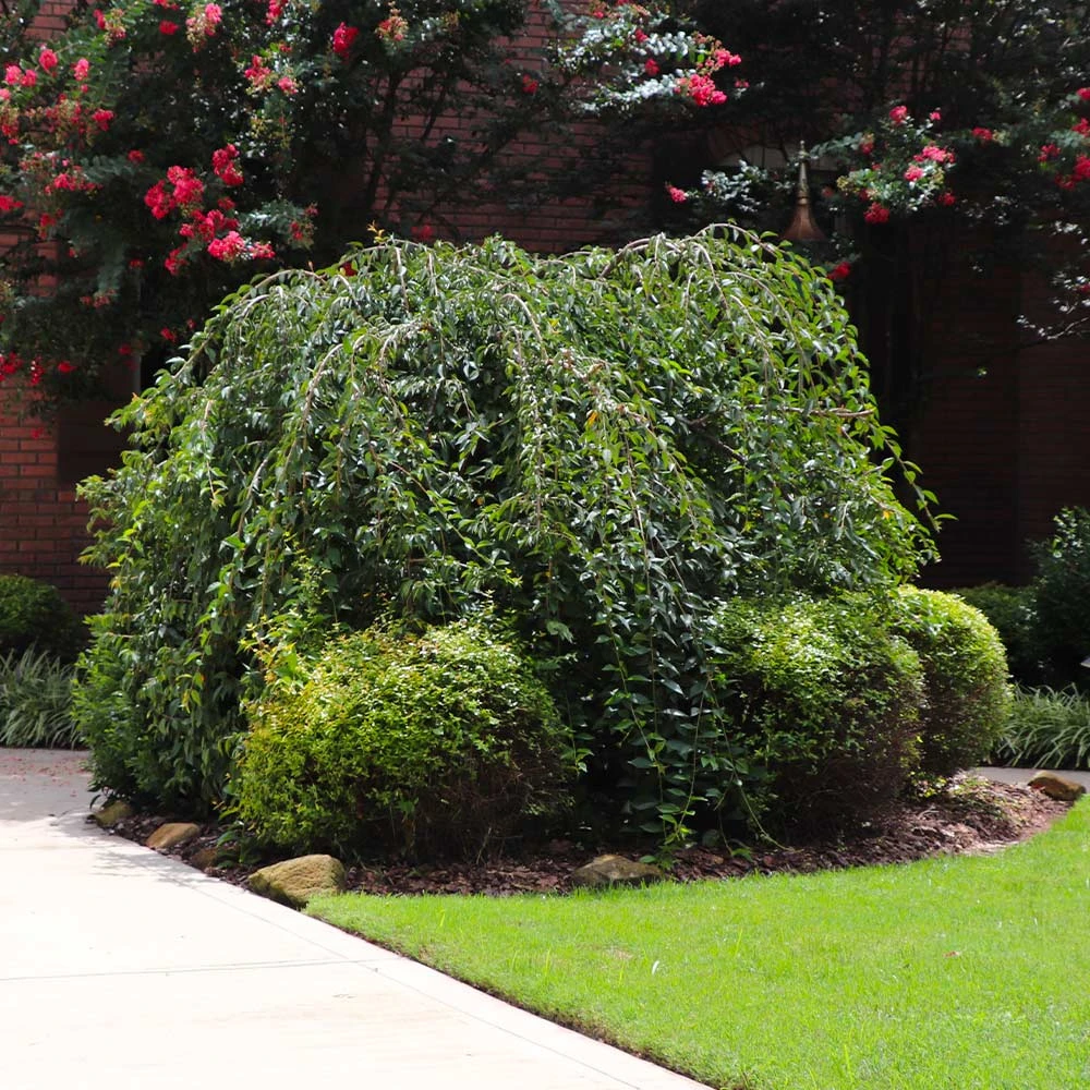 Brighter Blooms Snow Fountains® Weeping Cherry Tree Flowering Trees 4 Brighter Blooms Snow Fountains® Weeping Cherry Tree Flowering Trees