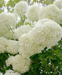 Brighter Blooms Snowball Viburnum Bush Shrubs & Hedges 10 Brighter Blooms Snowball Viburnum Bush Shrubs & Hedges