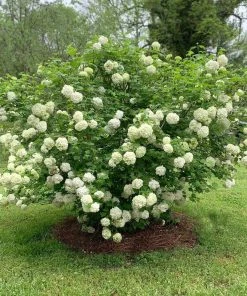Brighter Blooms Snowball Viburnum Bush Shrubs & Hedges 9 Brighter Blooms Snowball Viburnum Bush Shrubs & Hedges