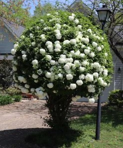 Brighter Blooms Snowball Viburnum Bush Shrubs & Hedges