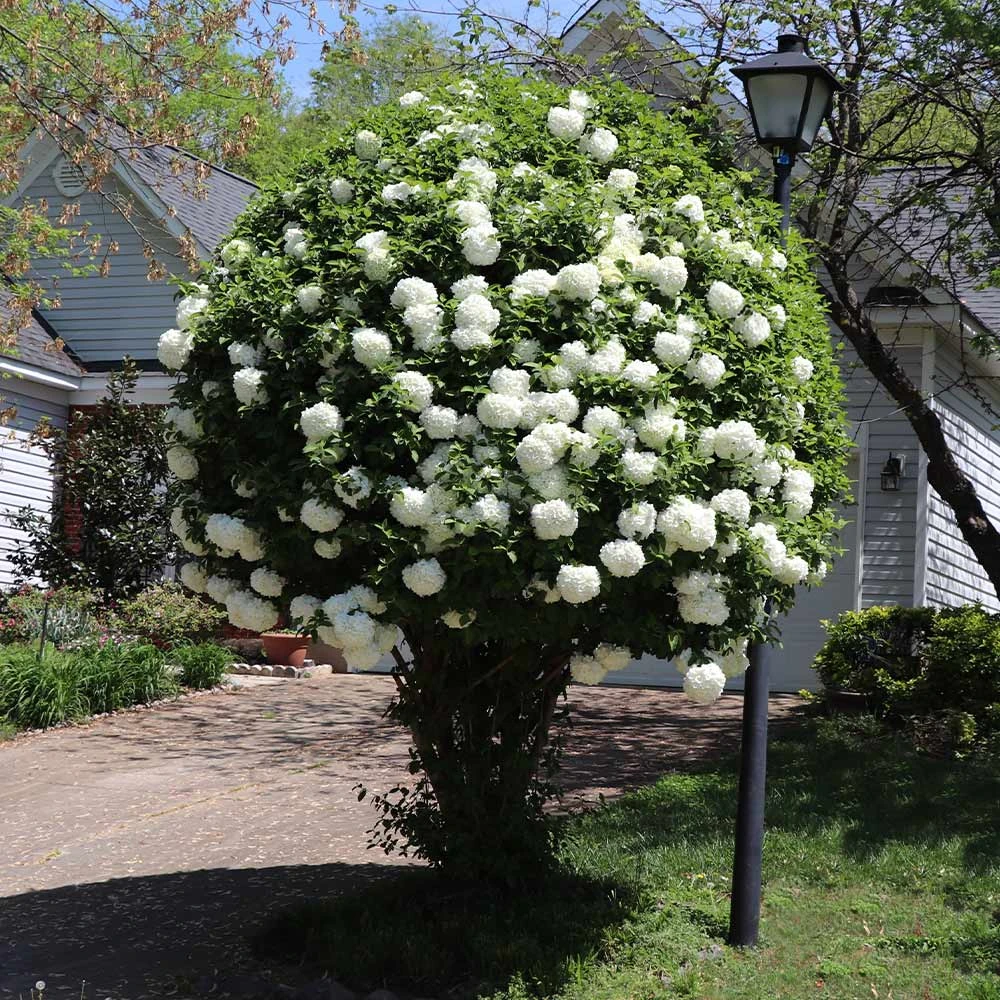 Brighter Blooms Snowball Viburnum Bush Shrubs & Hedges 2 Brighter Blooms Snowball Viburnum Bush Shrubs & Hedges