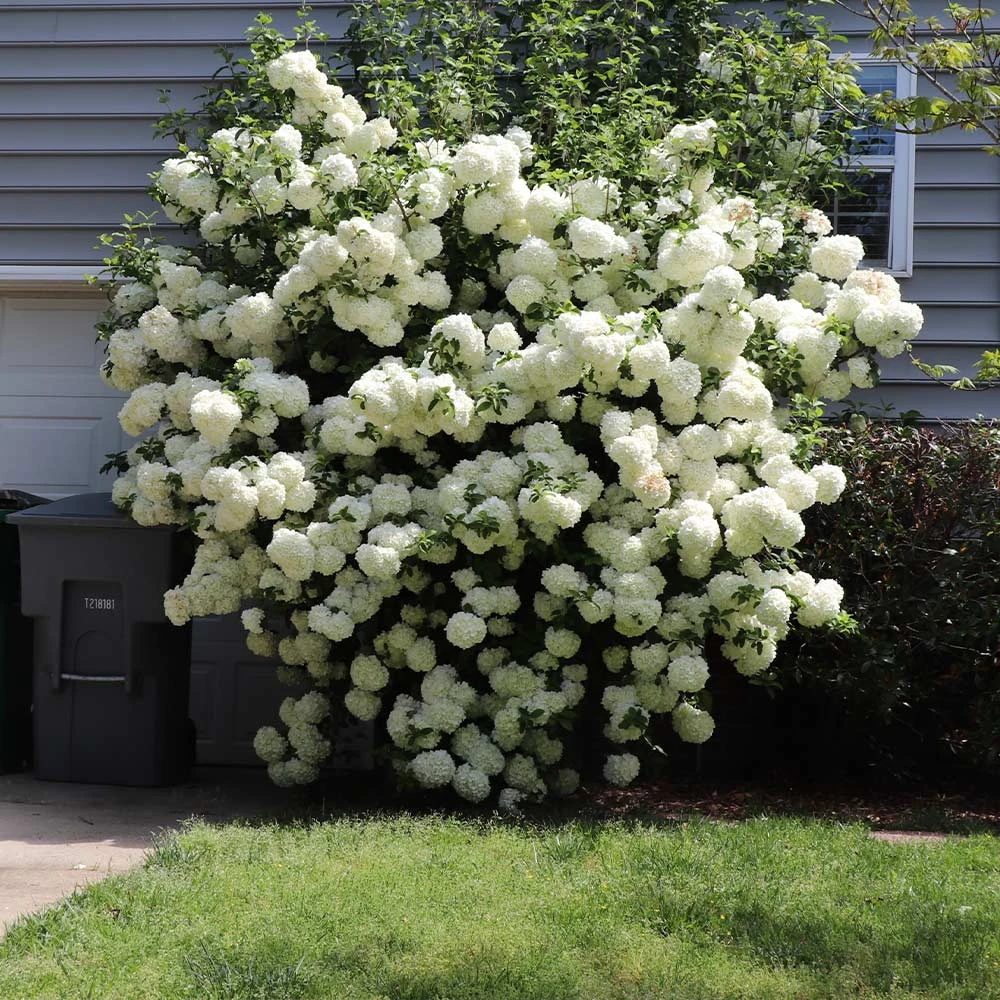 Brighter Blooms Snowball Viburnum Bush Shrubs & Hedges 6 Brighter Blooms Snowball Viburnum Bush Shrubs & Hedges