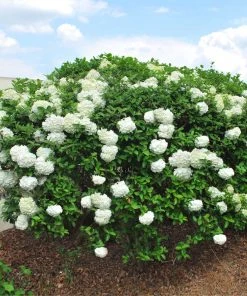 Brighter Blooms Snowball Viburnum Bush Shrubs & Hedges 8 Brighter Blooms Snowball Viburnum Bush Shrubs & Hedges