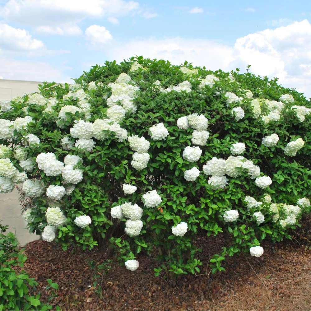 Brighter Blooms Snowball Viburnum Bush Shrubs & Hedges 3 Brighter Blooms Snowball Viburnum Bush Shrubs & Hedges