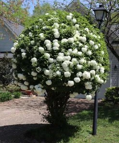Brighter Blooms Snowball Viburnum Bush Shrubs & Hedges
