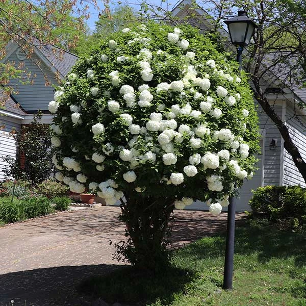Brighter Blooms Snowball Viburnum Bush Shrubs & Hedges 1 Brighter Blooms Snowball Viburnum Bush Shrubs & Hedges