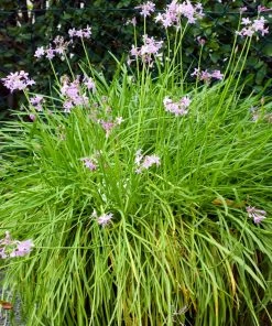 Brighter Blooms Society Garlic Plant Ornamental Grasses 7 Brighter Blooms Society Garlic Plant Ornamental Grasses