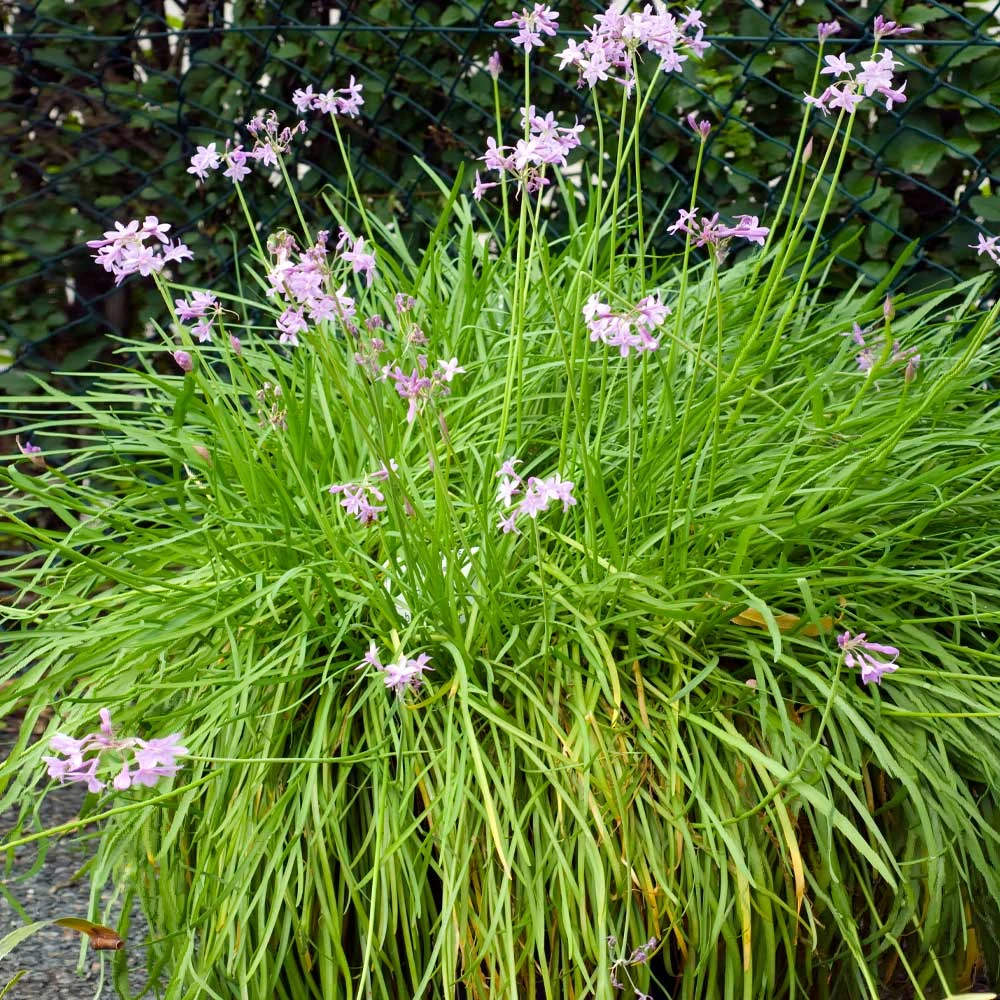 Brighter Blooms Society Garlic Plant Ornamental Grasses 4 Brighter Blooms Society Garlic Plant Ornamental Grasses