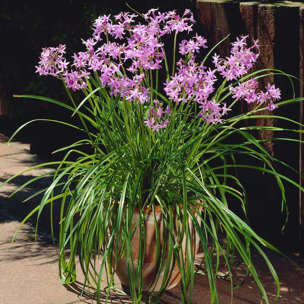 Brighter Blooms Society Garlic Plant Ornamental Grasses 3 Brighter Blooms Society Garlic Plant Ornamental Grasses