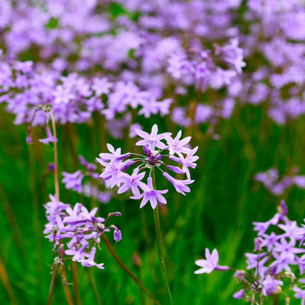 Brighter Blooms Society Garlic Plant Ornamental Grasses 2 Brighter Blooms Society Garlic Plant Ornamental Grasses