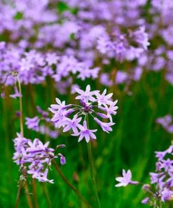 Brighter Blooms Society Garlic Plant Ornamental Grasses