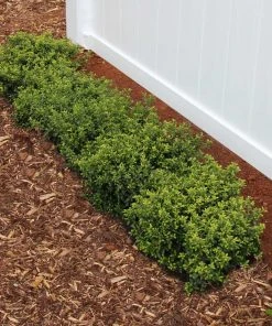 Brighter Blooms Soft Touch Holly Shrub 5 Brighter Blooms Soft Touch Holly Shrub