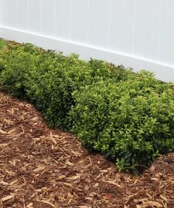 Brighter Blooms Soft Touch Holly Shrub